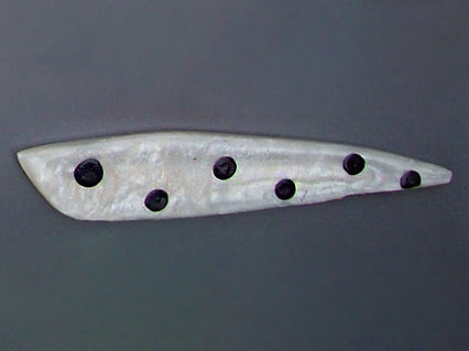 White Rocket with black spots